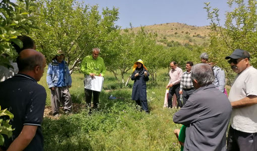 تبیین راهکارهای مبارزه با سفیدک سطحی و کرم سیب توسط محققان فارس