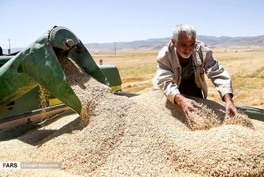 خرید تضمینی 277 هزار تن گندم در کردستان