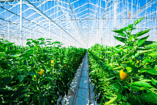 سرمایه‌گذاری ۲ هزار میلیارد ریالی در شهرک گلخانه‌ای نودهک