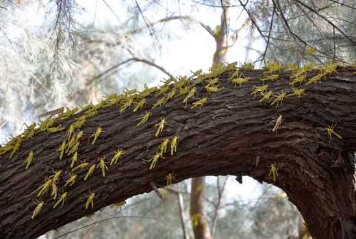 سطح مبارزه با ملخ ها به 178هزار هکتار رسید