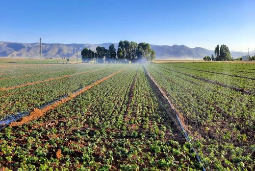 اقلید قطب تولید لوبیا در استان فارس