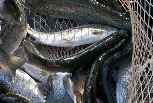 فعالیت‌های آبزی پروری در راستای اصول پدافند غیر عامل