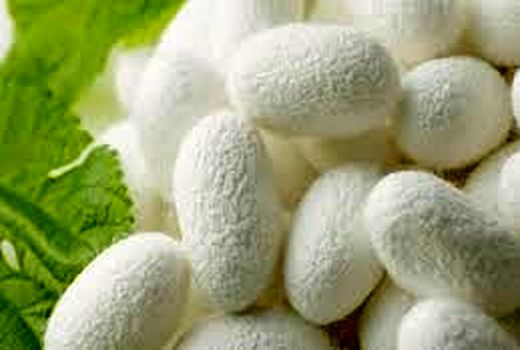 تولید بیش از ۸۰۰ کیلوگرم پیله تر ابریشم در آذربایجان غربی