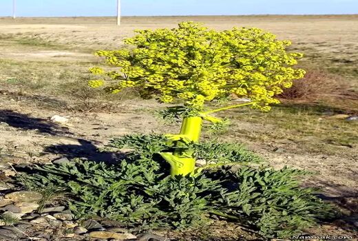 نی‌ریز قطب تولیدآنغوزه تلخ کشور