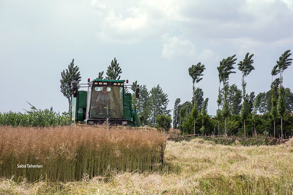 برداشت کلزا