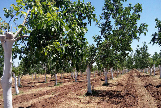 دستیابی به دانش پیوند در سطح انبوه و سرشاخه کاری گردو