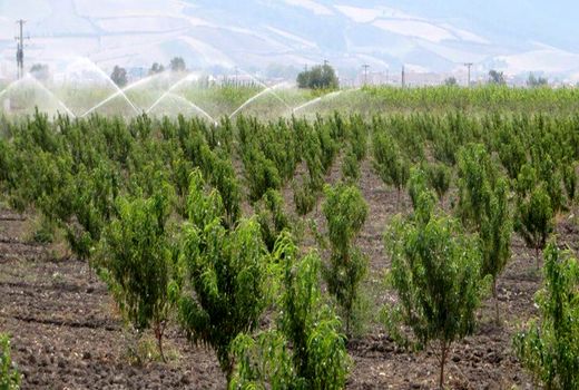 تسهیلات بلاعوض به باغداران قروه‌ای پرداخت می‌شود