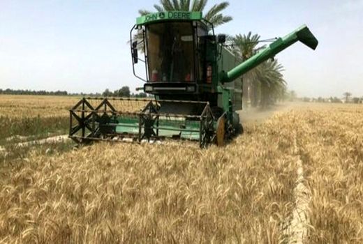 پیش‌بینی برداشت ۱۴ هزار تن گندم آبی و دیم از مزارع چادگان