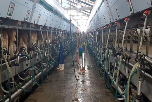 پیش‌بینی تولید 400هزار تنی شیر در استان مرکزی 