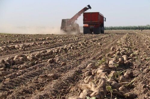 پیش بینی تولید 42 هزار تن چغندر قند در کازرون 