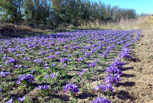 زنان روستایی و عشایری استان قزوین با کشت زعفران در مزارع کشاورزی آشنا شدند