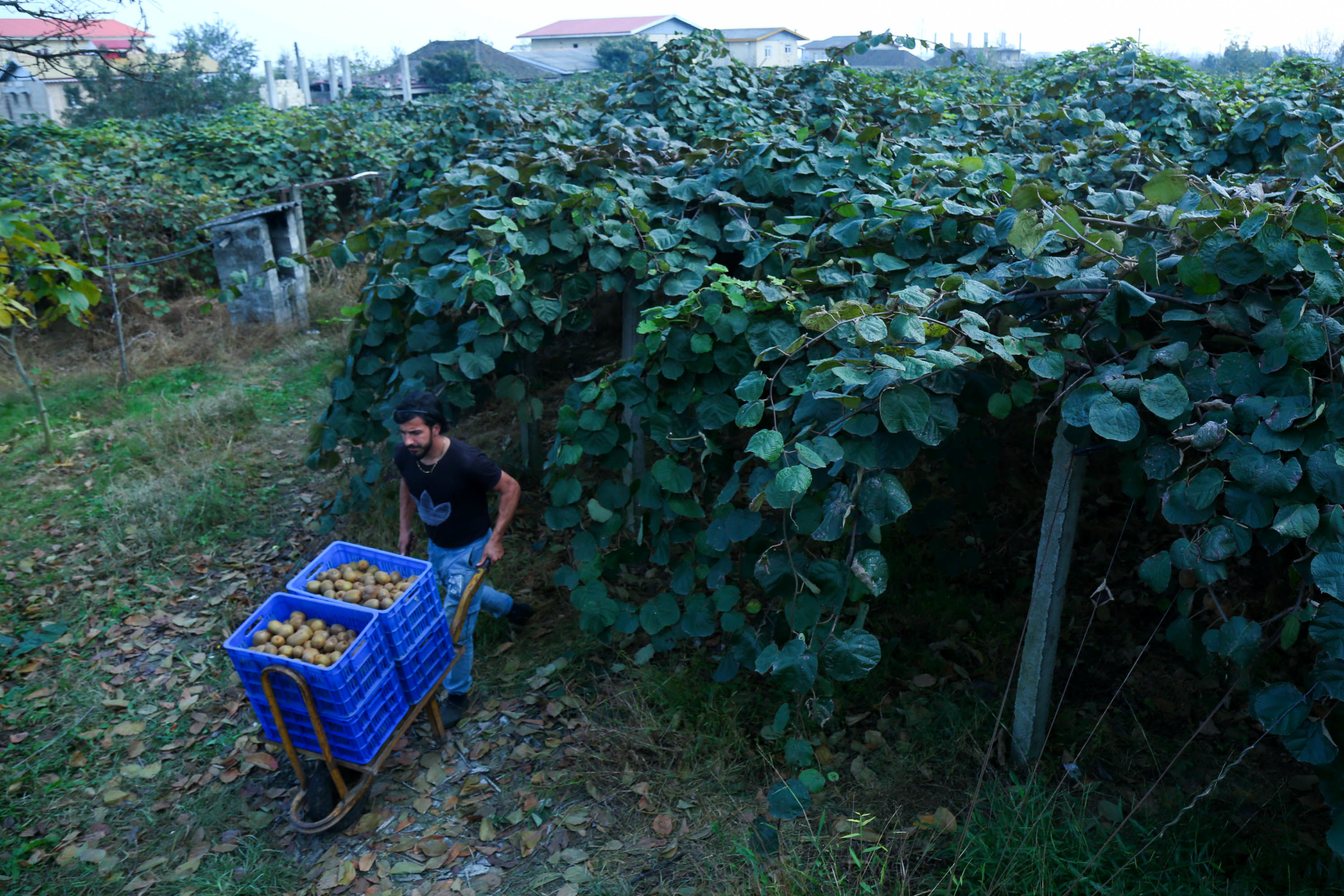  میوه ای شگفت انگیز به نام کیوی 