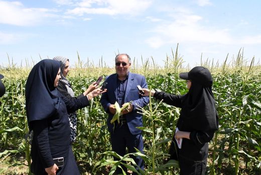 ذرت شهرستان اهر «اهر مکه سی» با طعم بی نظیرش از شهرت کشوری برخوردار است