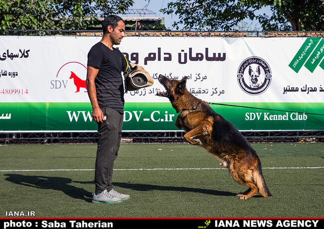 Saba Taherian 7