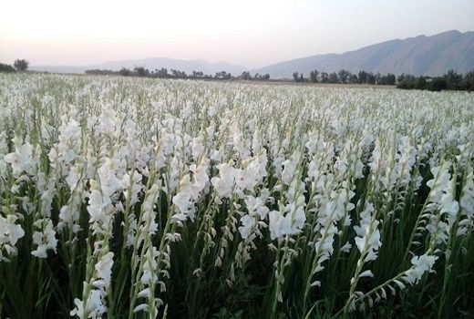 برداشت گل گلایول در کازرون 