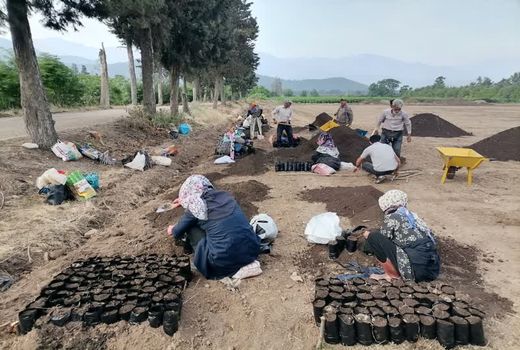  تولید یک میلیون اصله نهال اکالیپتوس در نهالستان قرق آغاز شد