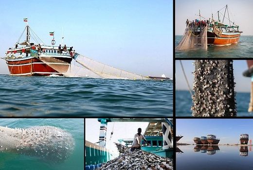 تدوین دستورالعمل استاندارد صید در آب‌های عمیق به زودی نهایی می‌شود