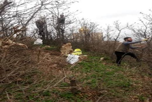 مبارزه با آفت پروانه دم قهوه ای در جنگل های استان قزوین آغاز شد