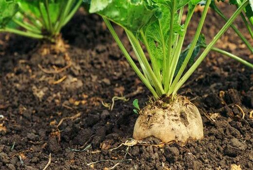 ‏‌کاشت تمام مکانیزه چغندرقند برای اولین بار در خراسان شمالی 