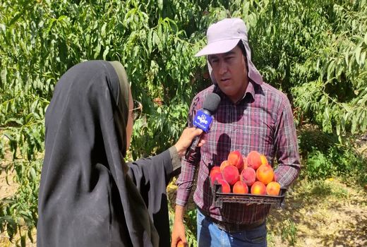 افزایش 20 درصدی برداشت هلو از باغات چهارمحال و بختیاری