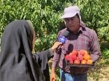 افزایش 20 درصدی برداشت هلو از باغات چهارمحال و بختیاری