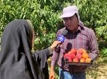 افزایش 20 درصدی برداشت هلو از باغات چهارمحال و بختیاری