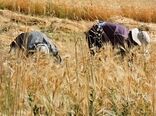قرارداد طرح جهش تولید با بیش از ۳ هزار کشاورز کردستانی منعقد شد