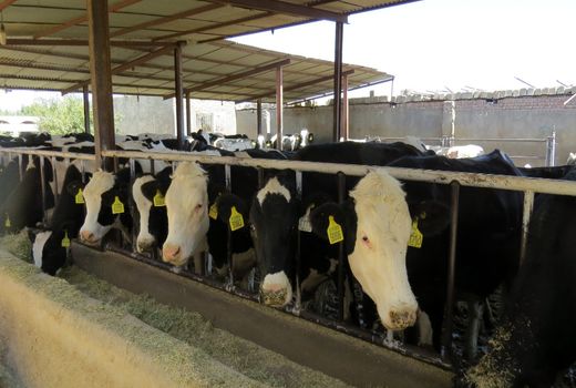 660 هزار راس دام در سیستان و بلوچستان هویت دار شدند