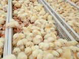 جوجه‌ریزی در مرغداری‌های استان بوشهر ۵۸ درصد افزایش یافت