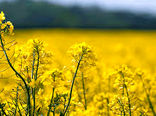 اجرای طرح باغچه های خانگی در شهرستان سیرجان