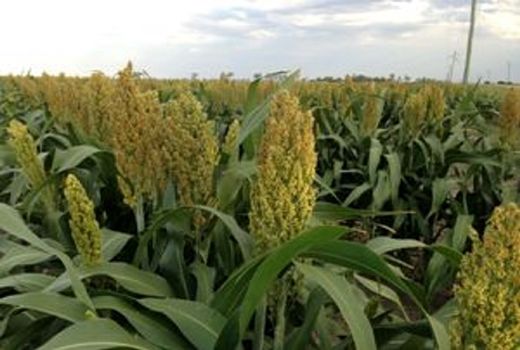 کشت ذرت علوفه‌ای در سمنان تا پایان تیرماه ادامه دارد