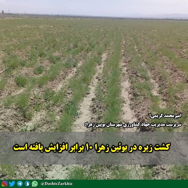 کشت زیره در بوئین زهرا ۱۰ برابر افزایش یافته است 
