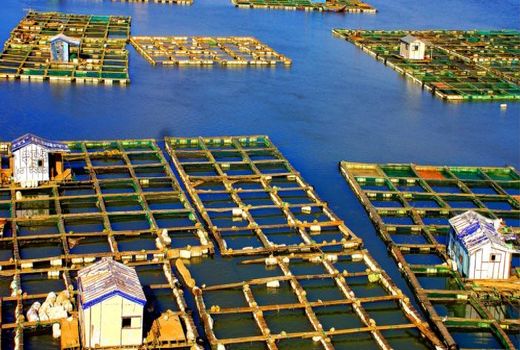 کشاورزی زیر آب: راه‌حل سه‌بعدی برای زمین و دریا