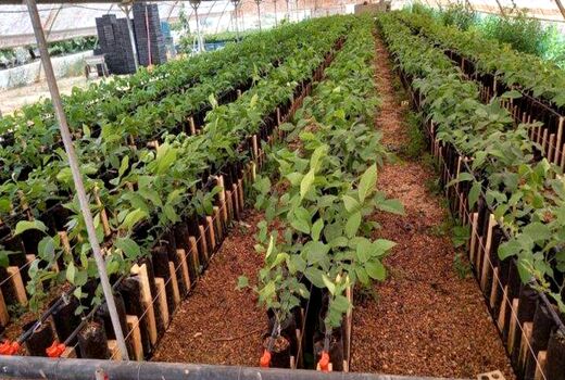 نی‌ریز قطب نهالستان استان فارس است