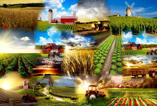 تشکیل اتاق اصناف کشاورزی در افزایش تولید محصولات تاثیر بسزایی دارد