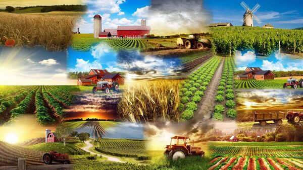 تشکیل اتاق اصناف کشاورزی در افزایش تولید محصولات تاثیر بسزایی دارد