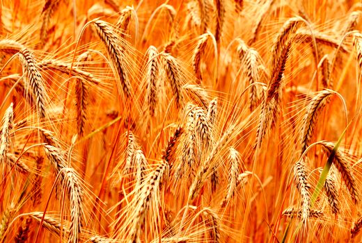 برداشت بیش از 100 هزار تن گندم از مزارع حمیدیه