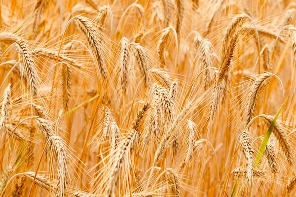 برداشت بیش از 100 هزار تن گندم از مزارع حمیدیه
