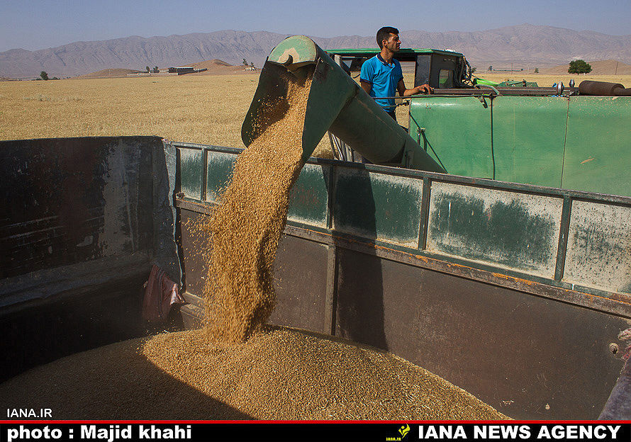 برداشت گندم