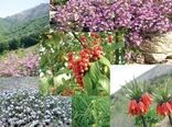 سند توسعه زنجیره ارزش گیاهان دارویی تدوین شد
