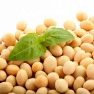 کشت 800 هکتاری سویا در گلوگاه
