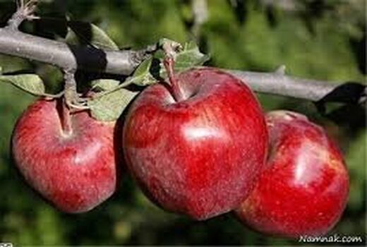 کاهش تولید سیب باغی