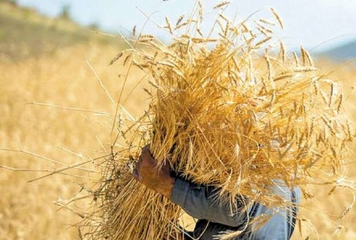 خرید تضمینی بیش از ۱۰۶ هزار تن گندم در کردستان