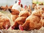 آغاز پلاک‌گذاری نسل ۳۳ مرغ بومی پارسه گامی نوین در اصلاح نژاد