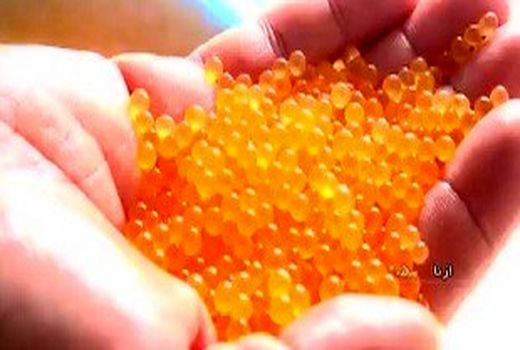 اجرای پروژه تولید بچه ماهی تمام ماده قزل آلای رنگین‌کمان توسط سازمان شیلات ایران در لرستان