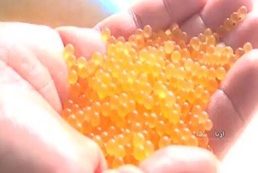 اجرای پروژه تولید بچه ماهی تمام ماده قزل آلای رنگین‌کمان توسط سازمان شیلات ایران در لرستان