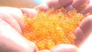 اجرای پروژه تولید بچه ماهی تمام ماده قزل آلای رنگین‌کمان توسط سازمان شیلات ایران در لرستان