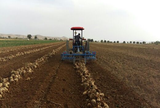 پیش‌بینی برداشت یک میلیون تنی چغندر قند