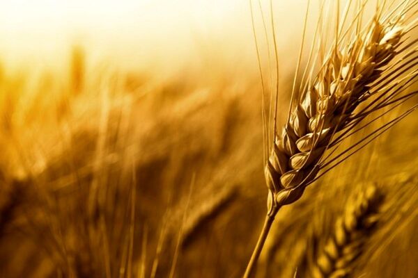 اجرای طرح انتخاب مشارکتی ارقام گندم و جو در لامرد