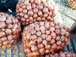 بیش از ۱۰ هزار تن پیاز از مزارع دره شهر برداشت شد